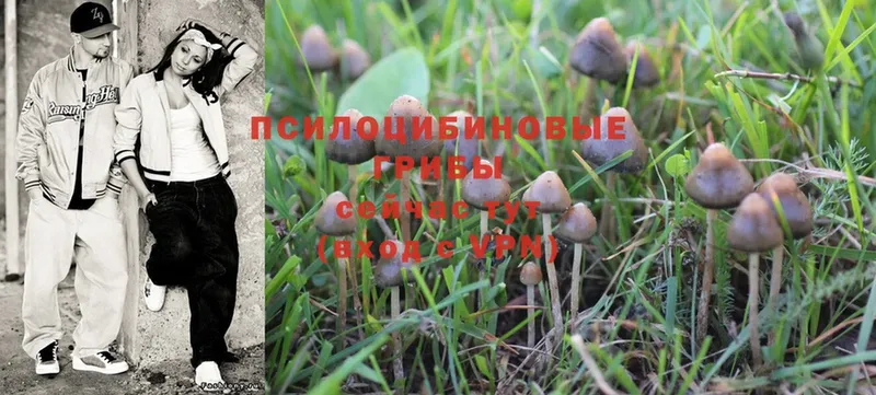 Псилоцибиновые грибы Psilocybe Владивосток